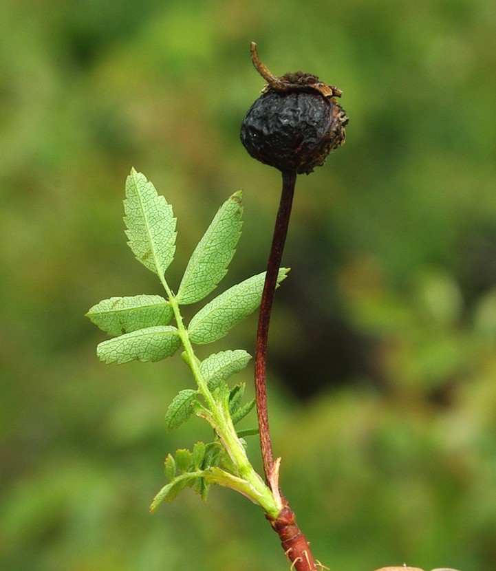 Image of Rosa spinosissima specimen.