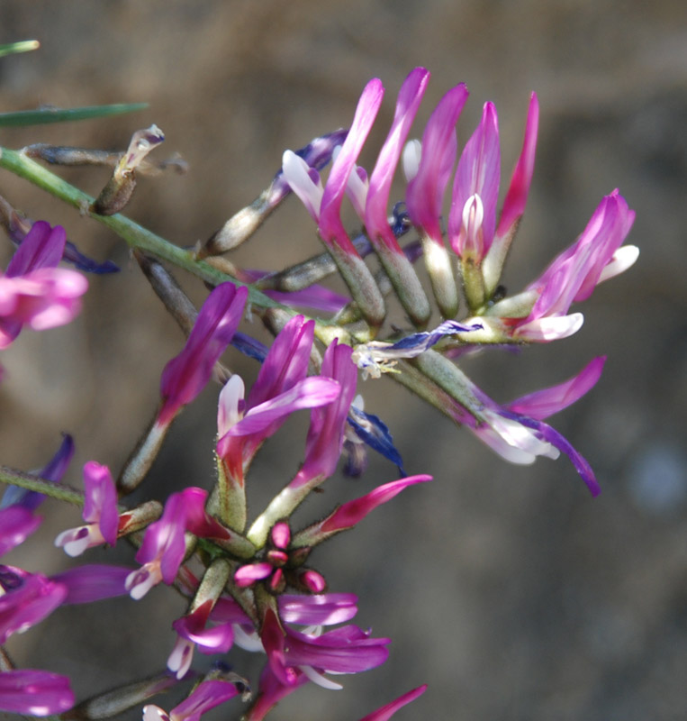 Image of Astragalus suprapilosus specimen.