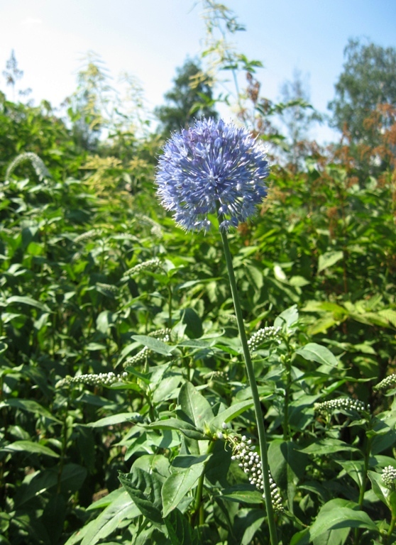 Изображение особи Allium caeruleum.