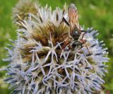 Echinops sphaerocephalus