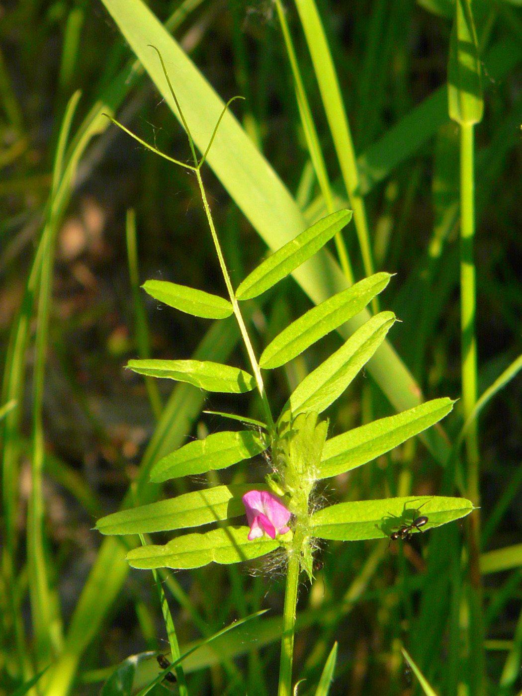 Изображение особи Vicia angustifolia.