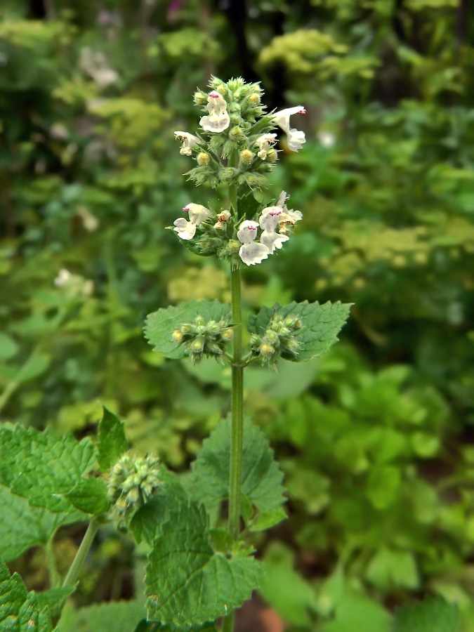 Image of Nepeta cataria specimen.