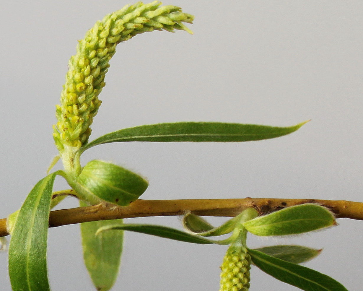 Image of Salix &times; sepulcralis specimen.