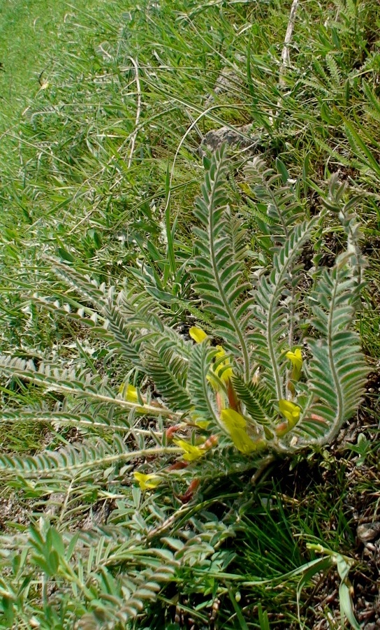 Изображение особи Astragalus pseudoutriger.