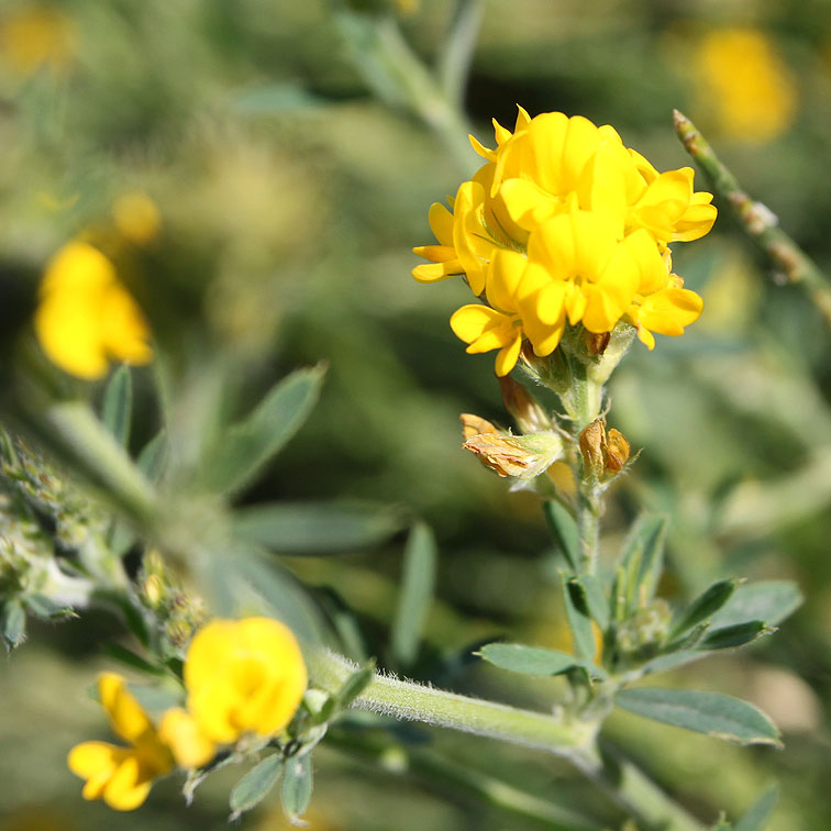 Image of genus Medicago specimen.