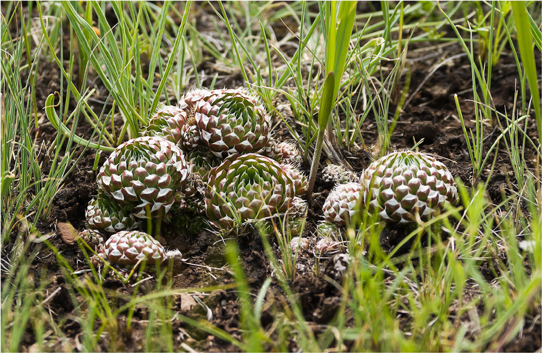 Image of Orostachys spinosa specimen.