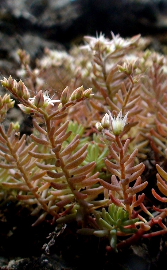 Image of Sedum pallidum specimen.