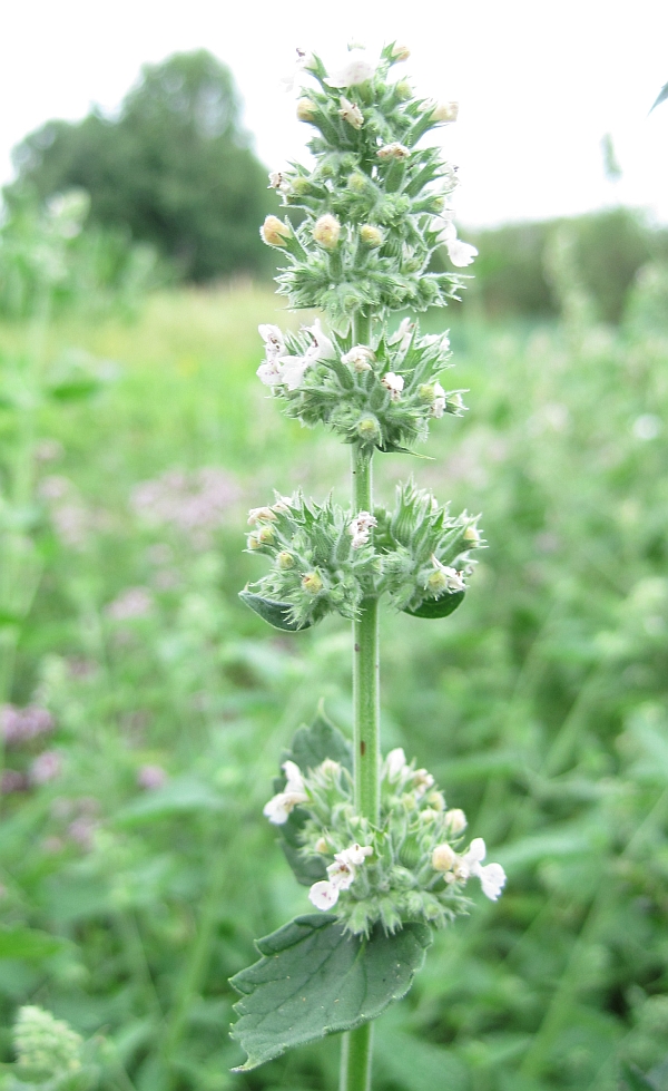 Image of Nepeta cataria specimen.