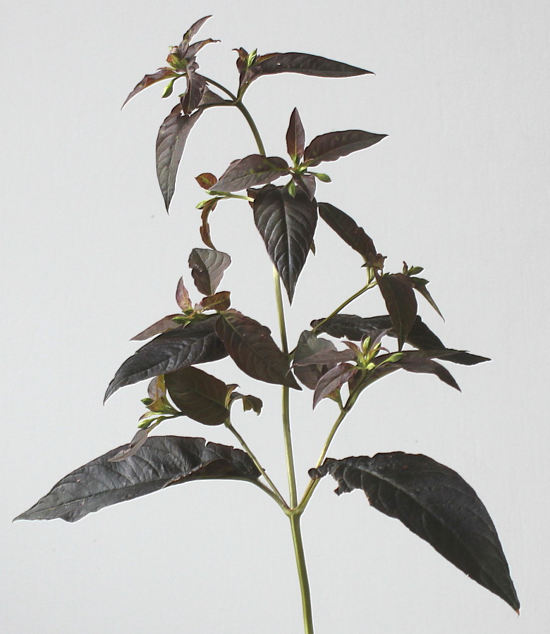 Image of Lysimachia ciliata specimen.