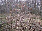 genus Arctium