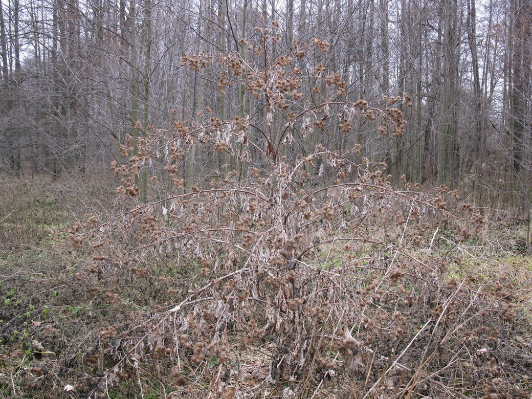 Image of genus Arctium specimen.