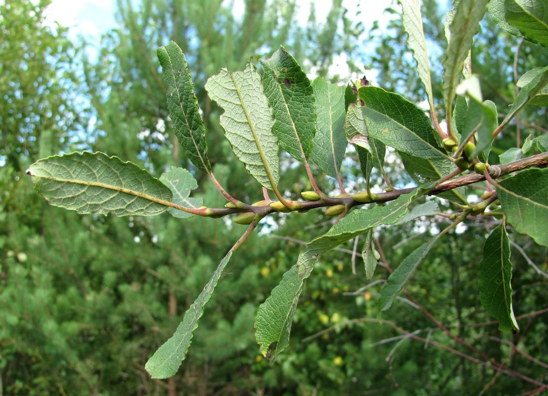 Image of Salix caprea specimen.