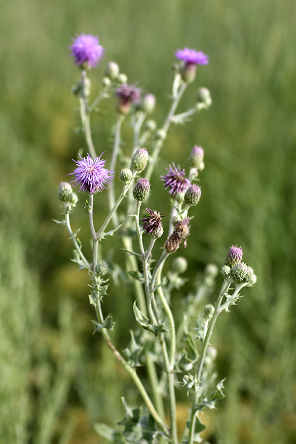 Image of Cirsium incanum specimen.