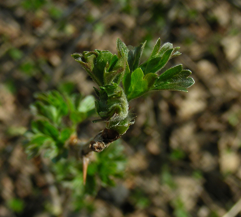 Image of Grossularia reclinata specimen.