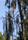 Picea abies. Средняя часть кроны взрослого дерева ('Pendula'). Германия, г. Krefeld, ботанический сад. 16.09.2012.