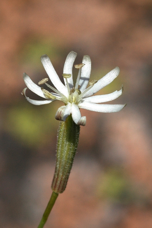 Изображение особи Silene alexandrae.