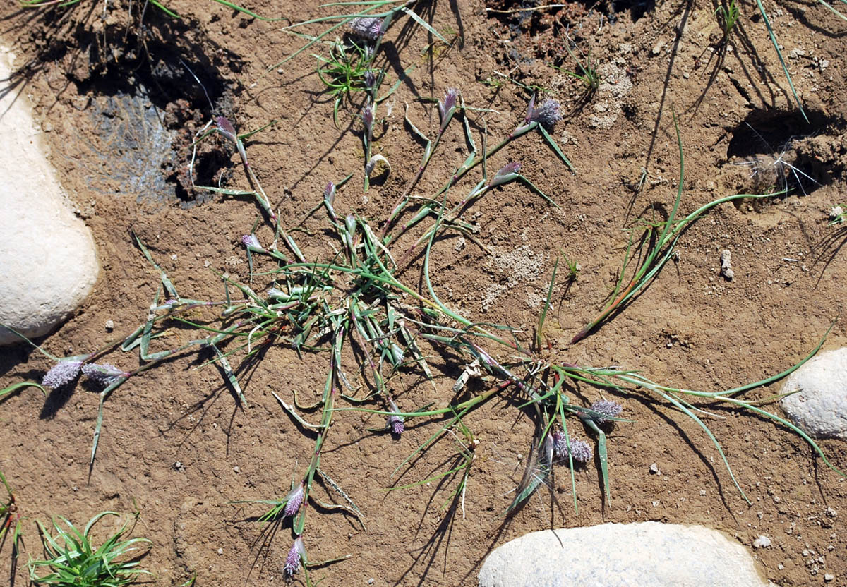 Image of Crypsis schoenoides specimen.