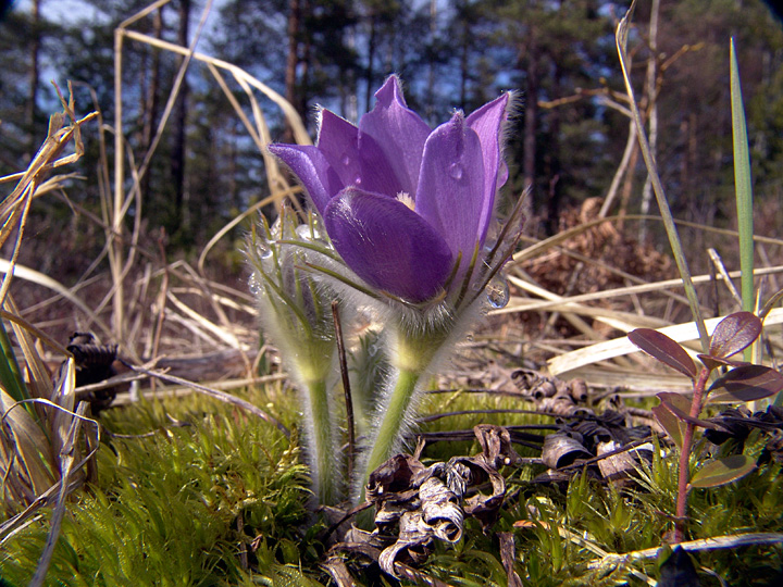 Image of Pulsatilla patens specimen.