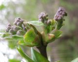 Syringa vulgaris