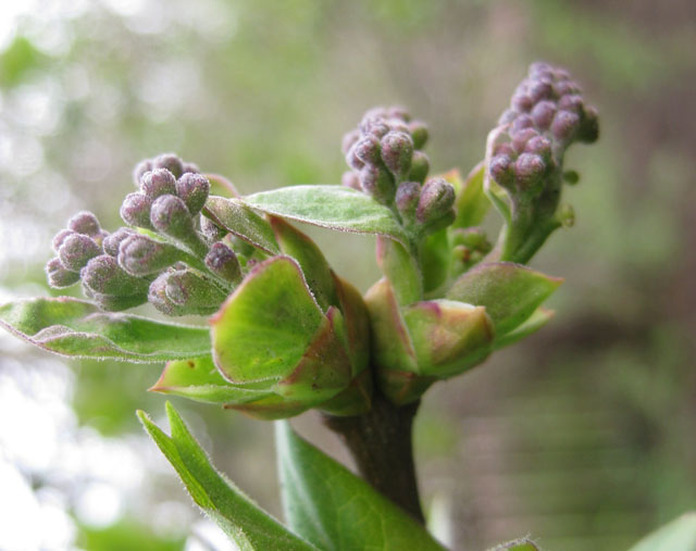 Image of Syringa vulgaris specimen.