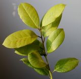 Ilex aquifolium. Веточка с листьями равномерного жёлтого и жёлто-зелёного цвета ('Aurea marginata'). Германия, г. Кемпен, у велосипедной дорожки. 25.03.2013.