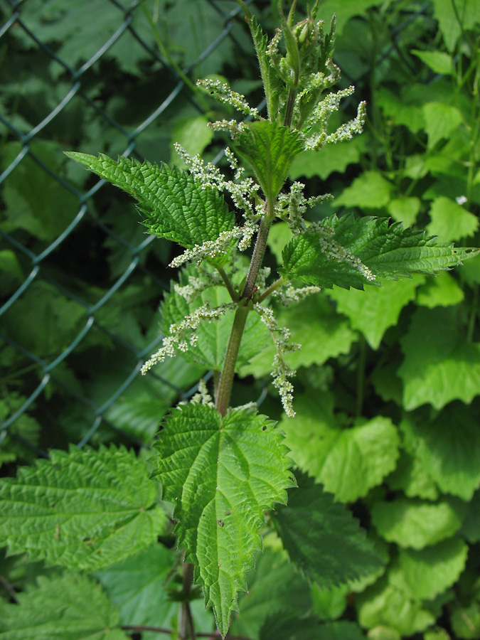 Image of Urtica dioica specimen.