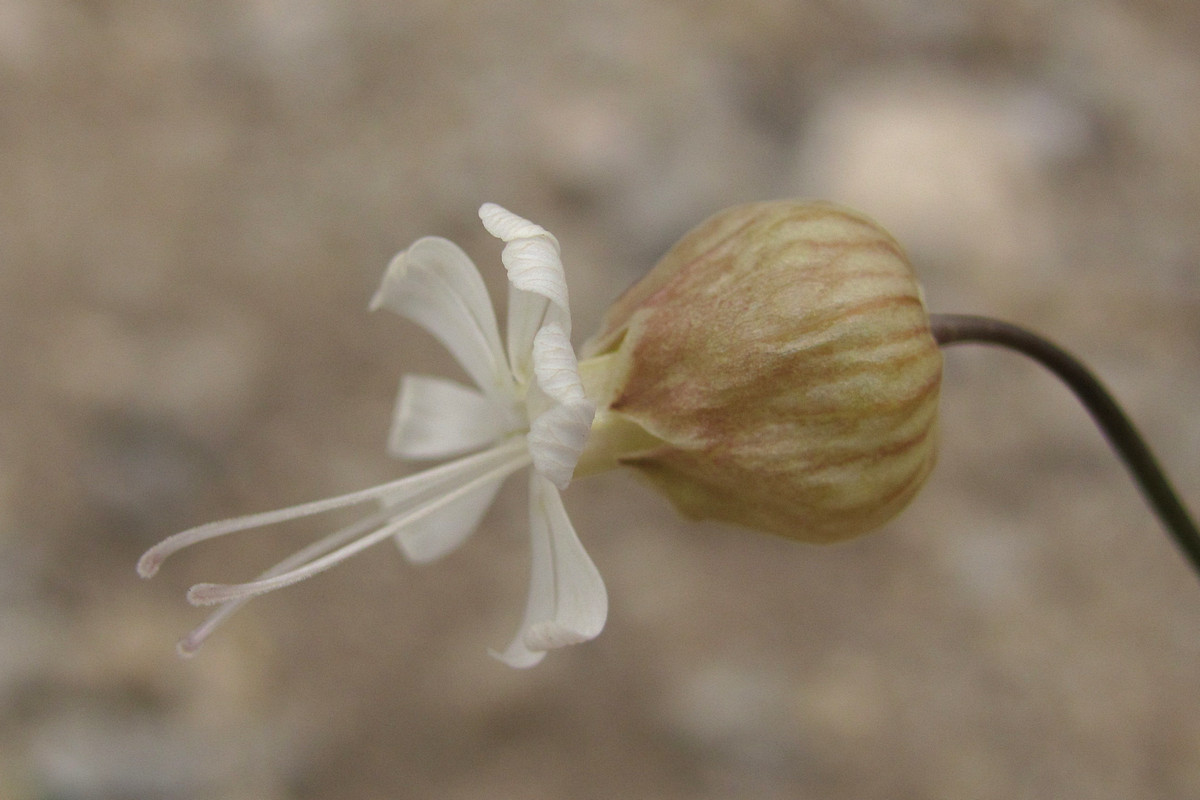 Image of Oberna behen specimen.