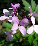 Cardamine quinquefolia. Цветки и бутоны. Ставропольский край, г. Кисловодск, Курортный парк верхний, лес в долине горного ручья. 03.04.2013.