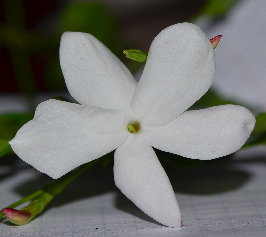 Image of Jasminum polyanthum specimen.