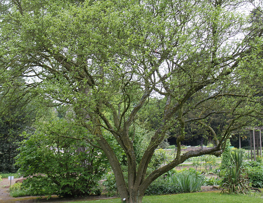 Image of Zanthoxylum armatum specimen.