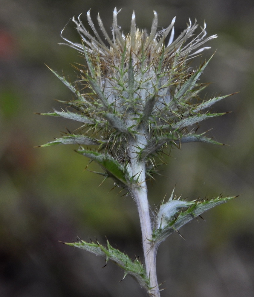 Изображение особи Carlina intermedia.