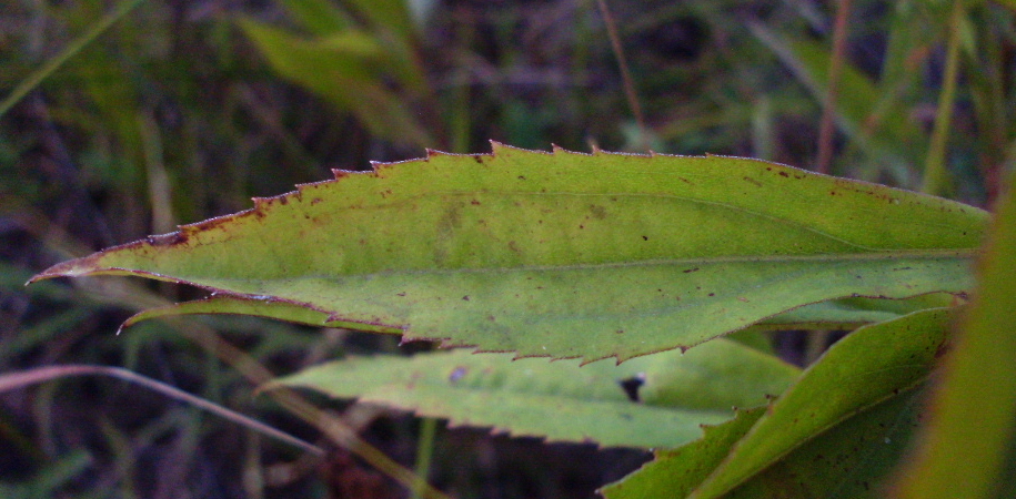 Image of Solidago gigantea specimen.