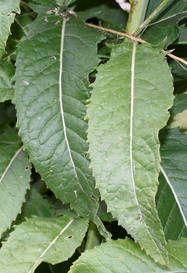 Image of Sisymbrium strictissimum specimen.