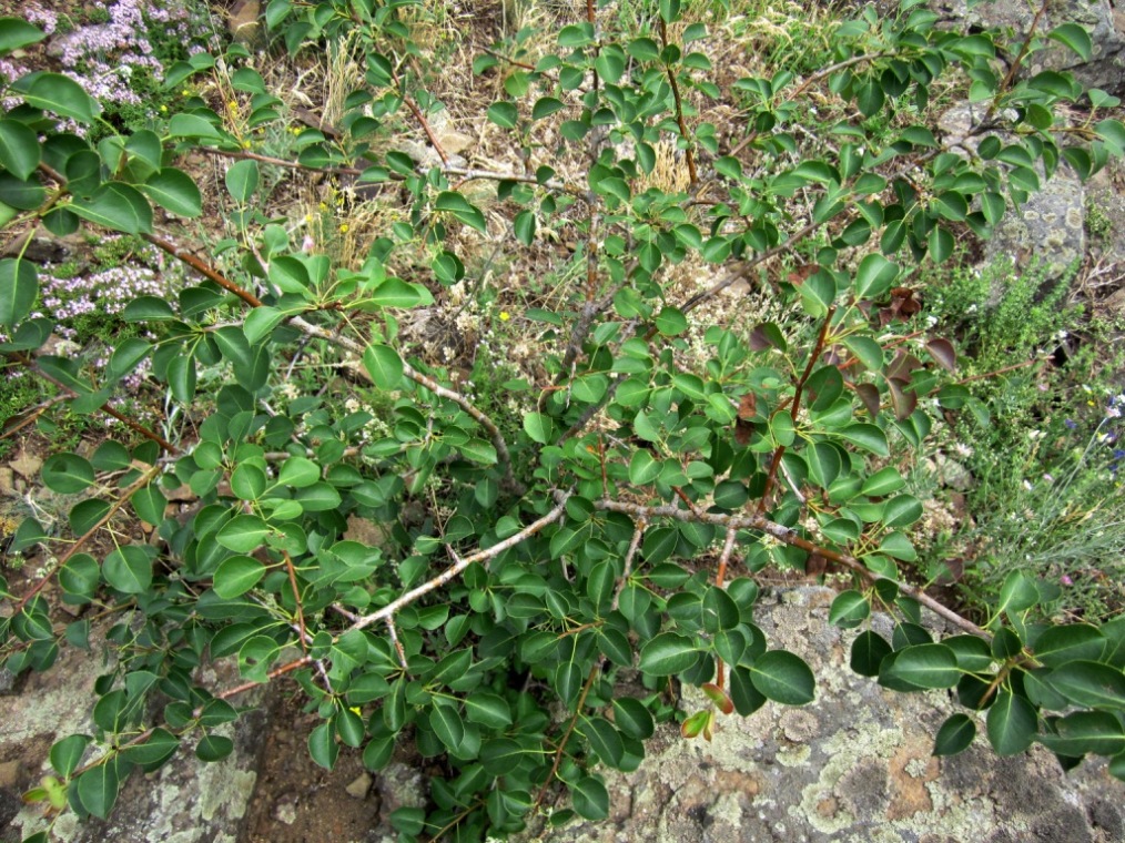 Image of Pyrus pyraster specimen.