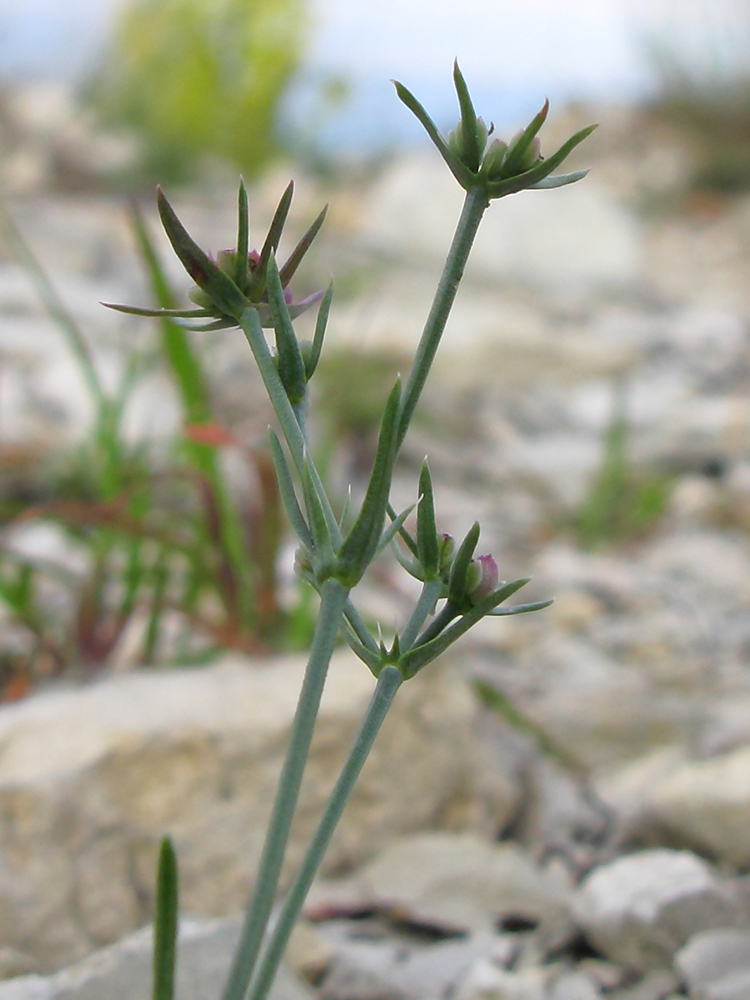 Image of Asperula lipskyana specimen.