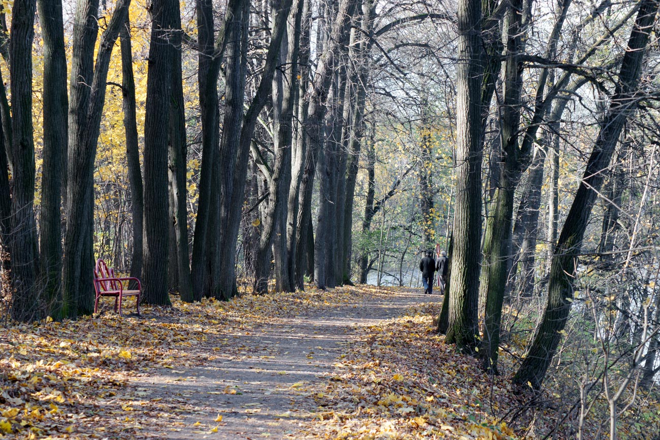 Image of Tilia cordata specimen.