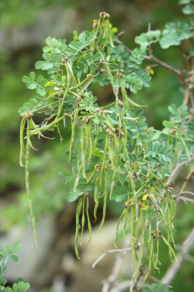 Image of Hippocrepis emeroides specimen.