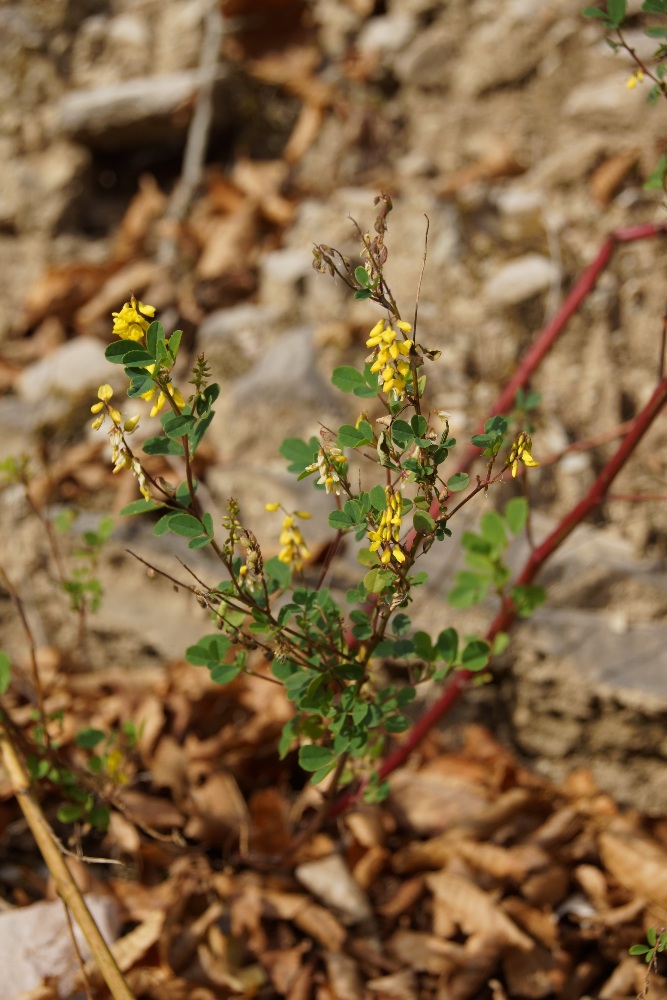 Изображение особи Melilotus officinalis.