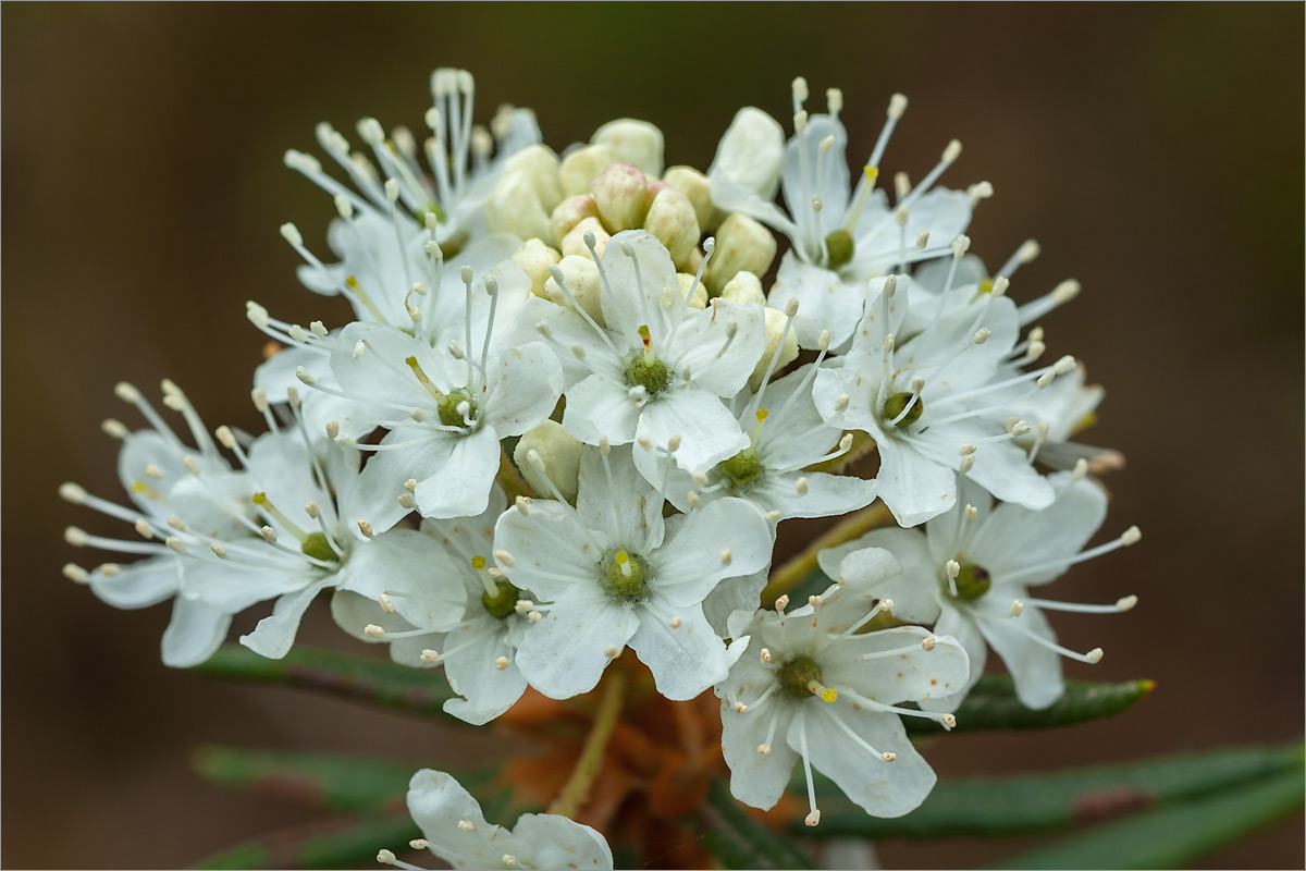 Image of Ledum palustre specimen.