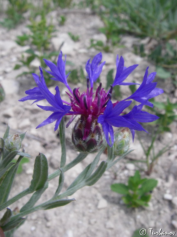 Image of Centaurea depressa specimen.