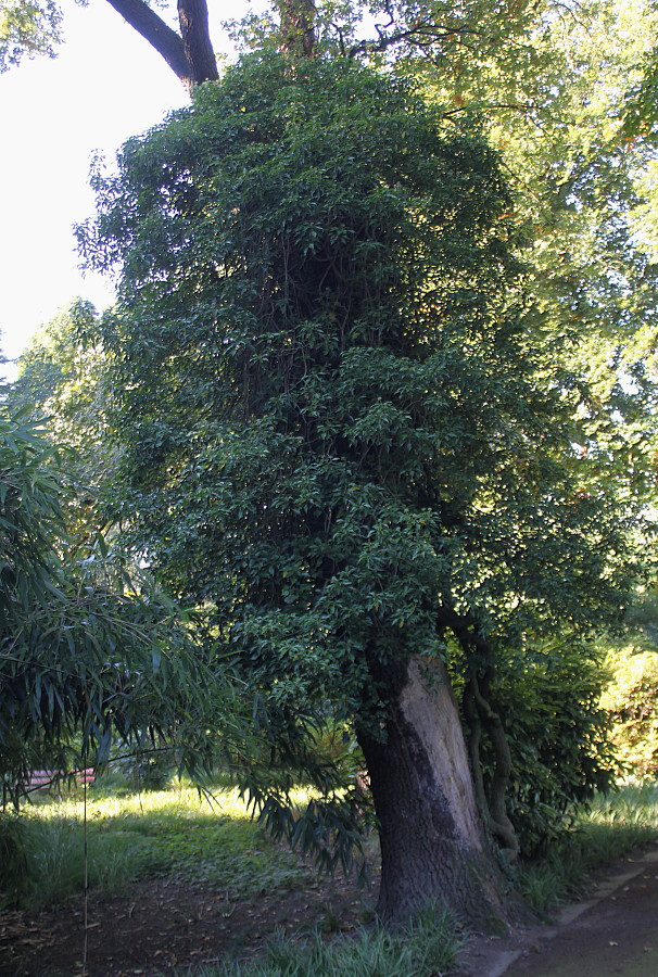 Image of Hedera helix specimen.