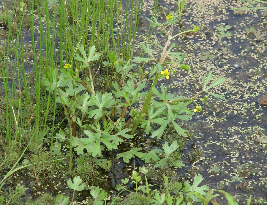 Изображение особи Ranunculus sceleratus.