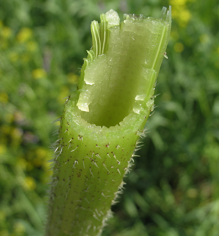 Image of Heracleum sibiricum specimen.