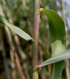 Arundo donax. Основания листьев средней части побега. Германия, г. Дюссельдорф, Ботанический сад университета. 04.05.2014.