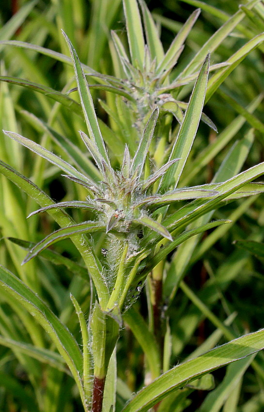 Image of Inula ensifolia specimen.