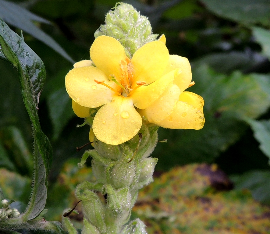 Image of Verbascum thapsus specimen.