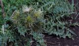 Cirsium semenowii