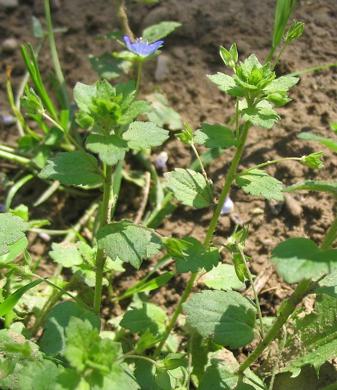 Image of Veronica persica specimen.