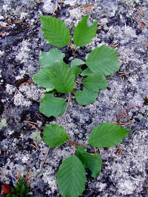 Image of Alnus kolaensis specimen.