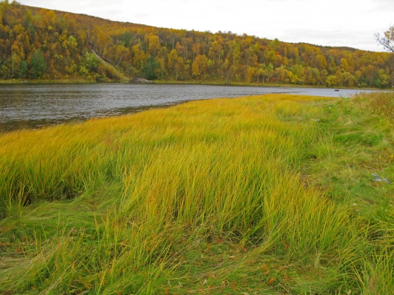 Image of Carex paleacea specimen.